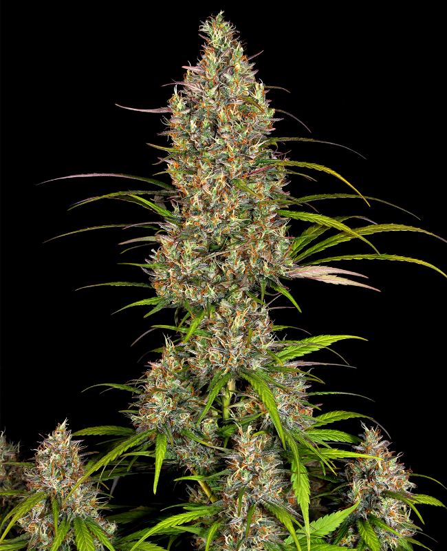 კანაფი პლანი LEMON HAZE