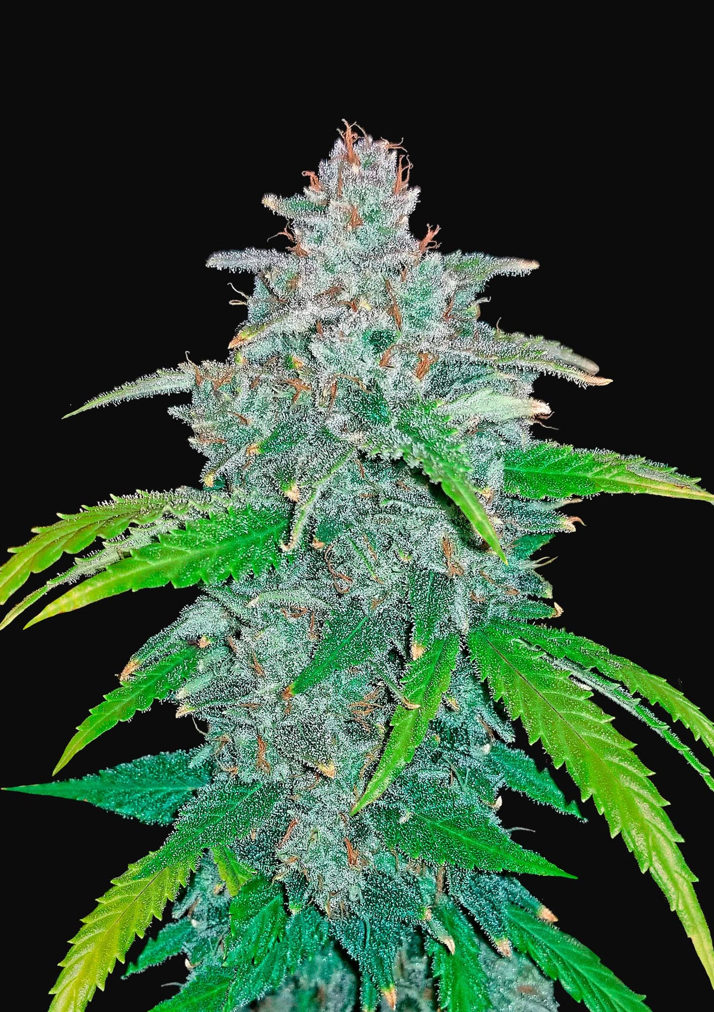 Santa Monica Blaze Auto