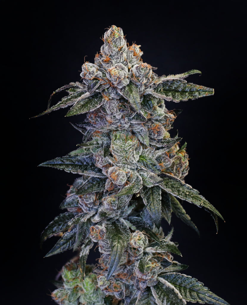 American Tornado Auto
