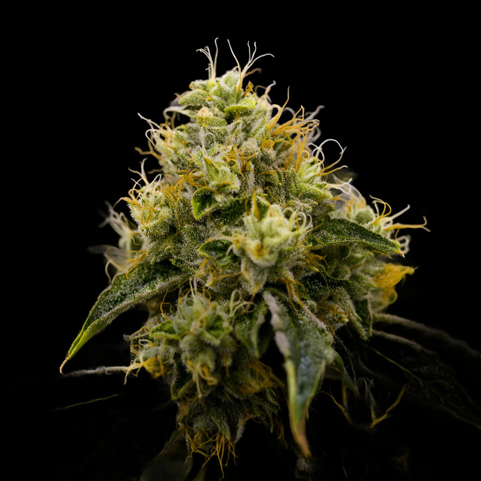 King Kong Kush Auto – Caligen