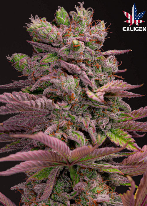 BlackBerry Milkshake Auto