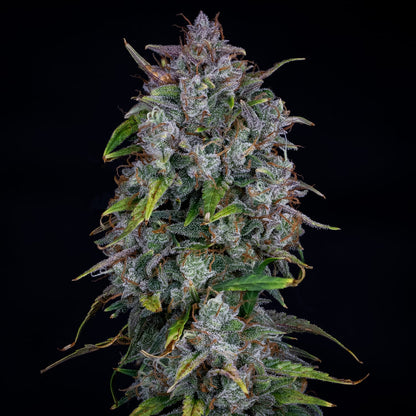 Mazar Fucker OG Auto
