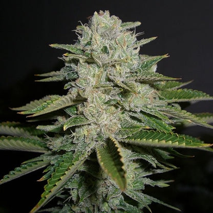 Captain Amnesia Auto