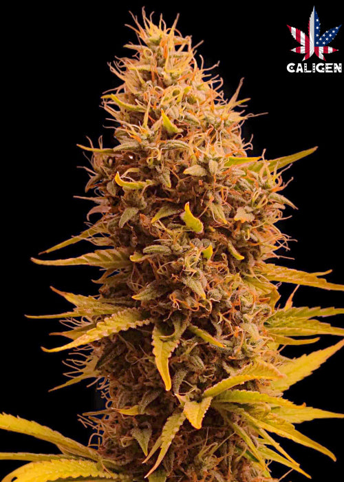 Cowboy Jack Auto